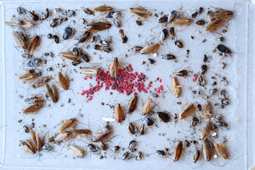 cockroach bait lured many big and small cockroaches into the sticky trap, insect control at home, many cockroaches caught in the sticky trap