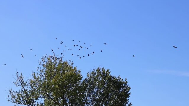 Many black ravens landing in tree crown as swarm of intelligent birds with cleverness in fairytale as common raven or corvus corax hunt with black wings as flying predators europe swarm intelligence
