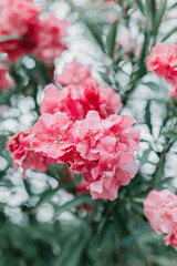Beautiful pink oleander flowers on a summer street.