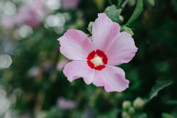 Beautiful Hibiskus flower © Inna