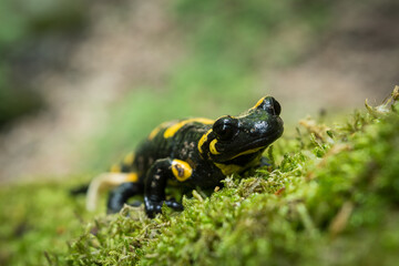 Salamandra © Przemysaw