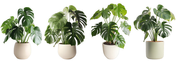 Tropical house monstera plant in modern pot or vase isolated on transparent background generative ai