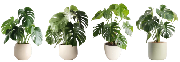 Schilderijen op glas Tropical house monstera plant in modern pot or vase isolated on transparent background generative ai © Hixel