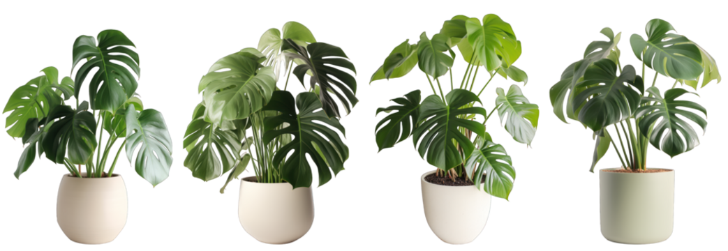 Tropical house monstera plant in modern pot or vase isolated on transparent background generative ai - Powered by Adobe