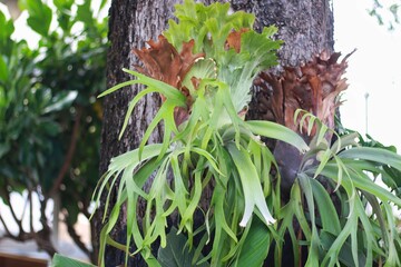 Fototapeta premium Platycerium coronarium is an epiphytic species of staghorn fern in the genus Platycerium. It is found in maritime Southeast Asia and Indochina.