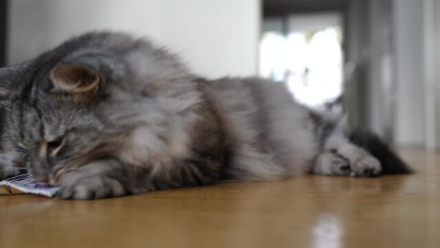 cat plays with stimulating pad with valerian