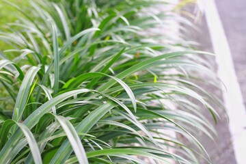 Obraz premium Lycoris radiata is a flower of the amaryllis family, Amaryllidaceae, subfamily of Amaryllidoideae