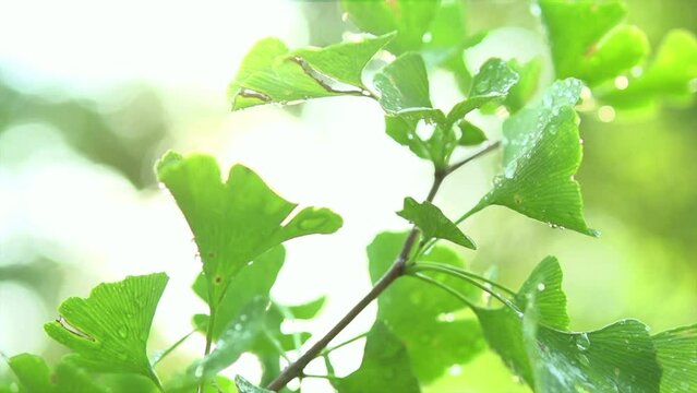 Gingko Biloba tree growing in a garden. Gingko leaf in sun lite. Herbal medicine. Herbs. Alternative medicine concept, border art design. Nature background. Slow motion. 