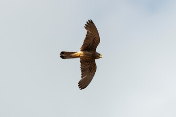 Faucon crécerellette,.Falco naumanni, Lesser Kestrel - obrazy, fototapety, plakaty