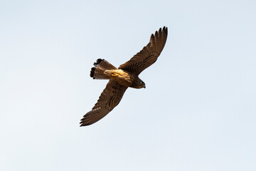 Faucon crécerellette,.Falco naumanni, Lesser Kestrel