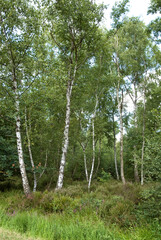 Betula nigra, Bouleau noir, Foret r&eacute;gional de Gros Bois, l'Arc bois&eacute;, 94, Val de Marne, France