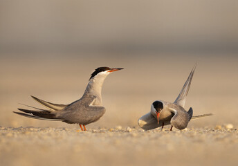 A pair of White-cheeked Tern on the ground at Tubli, Bahrain