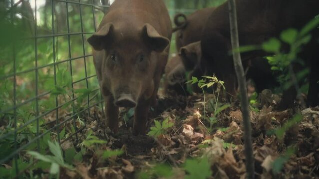 Herd Of Pigs In The Forest 