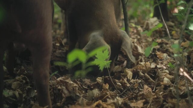 Pig Rooting The Ground In The Forest