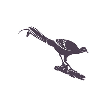 recommend clip art: Lyrebird vector illustration design. Lyrebird Silhouette. Lyrebird design template.