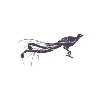 recommend clip art: Lyrebird vector illustration design. Lyrebird Silhouette. Lyrebird design template.
