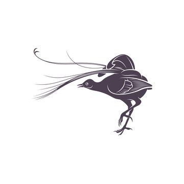 recommend clip art: Lyrebird vector illustration design. Lyrebird Silhouette. Lyrebird design template.