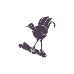 Lyrebird vector illustration design. Lyrebird Silhouette. Lyrebird design template.