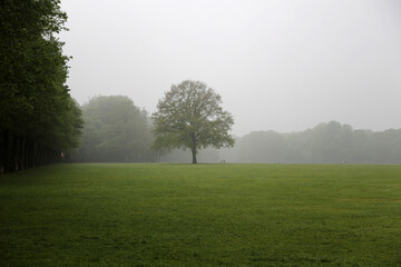 Hamburger Stadtpark im Nebel im Sommer