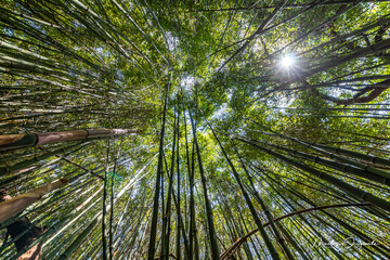 Bamboo Forest