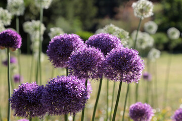 Obraz premium Lila Blühende Blumen in einem Park in Gütersloh