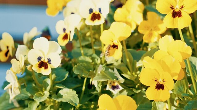 Footage: Viola blossoms sway in the autumn breeze, embraced by warm sunlight.