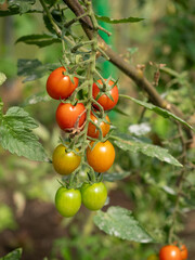 close-up view of red and green cherrie tomatoes ripening on the plant in greenhouse cultivation.