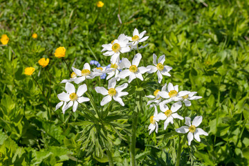 Walking in the highlands in a natural park, during the flowering of plants and warm weather.