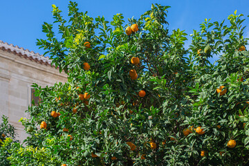 ripe orange mandarins on sunny winter day on trees on a small Mediterranean street