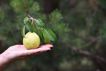 pear in hand. Hand holding fresh bio pears isolated on natural background. Organic fruit for food or pear juice. Healthy food. Pear harvest. a woman's hand holds a fruit, a yellow ripe pear. Eko