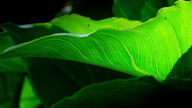 Video of lush green tropical leaves, sunlight creating an abstract backdrop, starring the elegance of Lilly leaves.