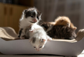 Small kittens 2 weeks old sitting © Антонина Лунева