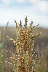 spikelets of golden wheat in the field. Ripe big golden ears of wheat on a yellow background of the field. nature. The idea of a rich summer harvest, agriculture, agro-industrial complex for food.