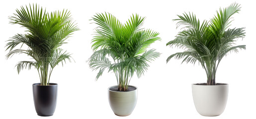 Tropical house fishtail palm plant in modern pot or vase isolated on transparent background generative ai - obrazy, fototapety, plakaty