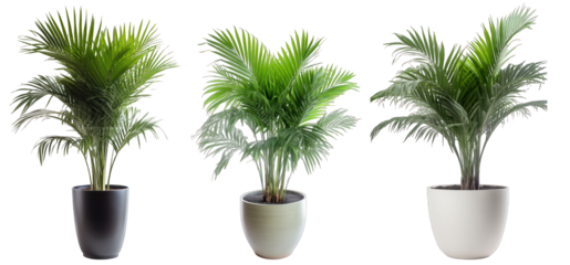 Tropical house fishtail palm plant in modern pot or vase isolated on transparent background generative ai