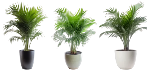 Tuinposter Tropical house fishtail palm plant in modern pot or vase isolated on transparent background generative ai © Hixel