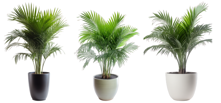Tropical house fishtail palm plant in modern pot or vase isolated on transparent background generative ai