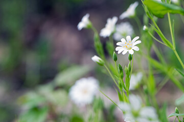 Stellaria holostea. delicate forest flowers of the chickweed, Stellaria holostea or Echte Sternmiere. floral background. white flowers, beauty in nature. close-up