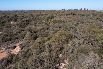Pampas forest, Calden tree, Prosopis Caldenia, endemic species in La Pampa, Patagonia, Argentina