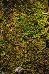 texture of tree bark with green moss. abstract background, macro shot of moss on a tree in the forest