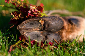 red deer a hoofed game, here from the calf the hoof