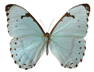 Papillon Morpho Luna du Pérou