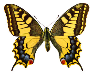 Papillon Machaon (Papilio machao)