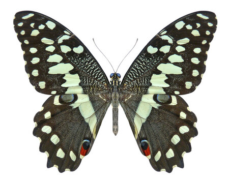  Papillon de Vinson (Papilio demodocus)