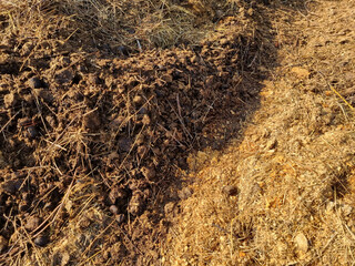Ecological farming. Horse manure on straw, illuminated by the morning sun. Texture of cut straw....