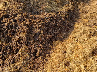 Ecological farming. Horse manure on straw, illuminated by the morning sun. Texture of cut straw. Selective focus.