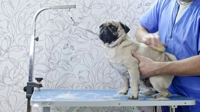A male groomer using a silicone brush removes excess dead hair during the procedure of express molting of a pug