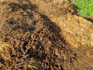 Ecological farming. Horse manure on straw, illuminated by the morning sun. Texture of cut straw....