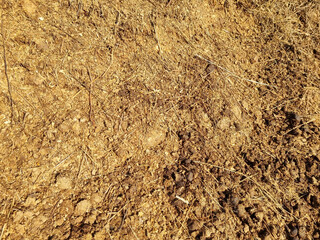 Ecological farming. Horse manure on straw, illuminated by the morning sun. Texture of cut straw. Selective focus.