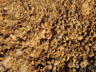 Ecological farming. Horse manure on straw, illuminated by the morning sun. Texture of cut straw. Selective focus.